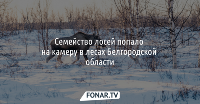 Семейство лосей попало на камеру в лесах Белгородской области