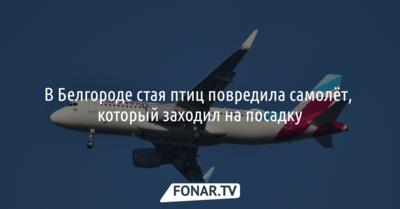 В Белгороде стая птиц повредила самолёт, который заходил на посадку