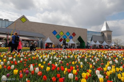 На высадку тюльпанов в Белгороде потратят 18 миллионов