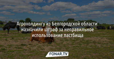 Агрохолдингу из Белгородской области назначили штраф за неправильное использование пастбища