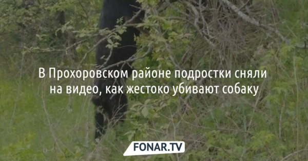 В Прохоровском районе подростки сняли на видео, как жестоко убивают собаку