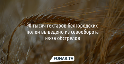 90 тысяч гектаров белгородских полей вывели из севооборота из-за обстрелов