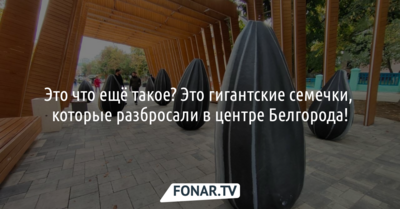 В центре Белгорода установили гигантские семечки