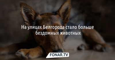 Белгородцы жалуются на увеличившееся число бездомных животных