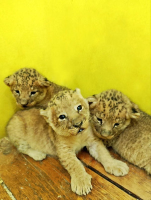 Белгородцы предлагают клички для новорождённых львят в зоопарке