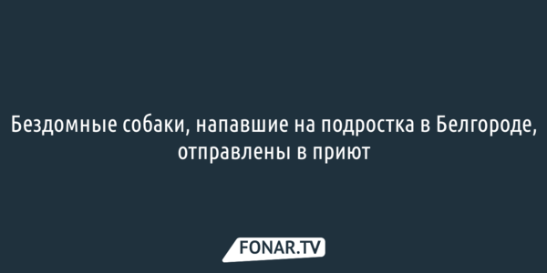 Бездомные собаки, напавшие на подростка в Белгороде, отправлены в приют