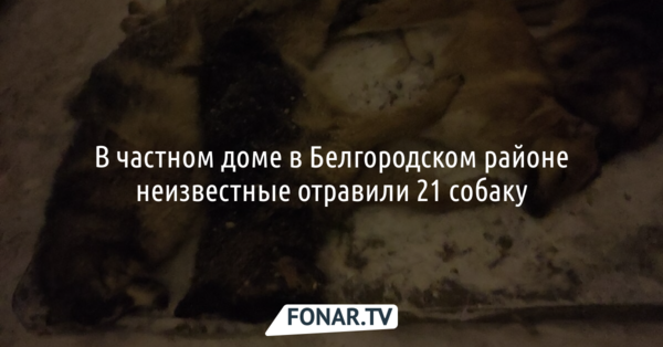 В Белгородском районе неизвестные отравили 21 собаку