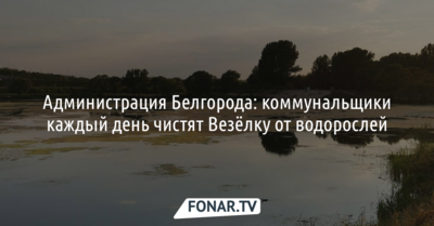 Администрация Белгорода: коммунальщики каждый день чистят Везёлку от водорослей