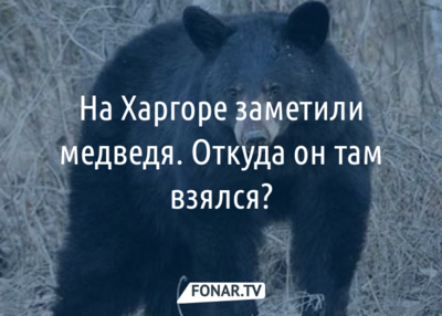 Белгородская полиция рассказала, откуда взялся медведь на Харгоре
