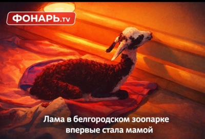 В белгородском зоопарке лама впервые стала мамой