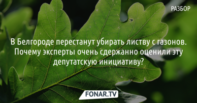 В Белгороде перестанут убирать листву с газонов. Почему у специалистов есть вопросы к этой инициативе?