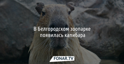 В Белгородском зоопарке появилась капибара Рудольф