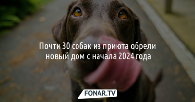 Почти 30 собак из белгородского приюта обрели новый дом с начала 2024 года