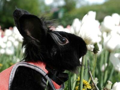 Кролик в тюльпанах победил на фотоконкурсе «Река в цвету»
