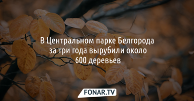 В Центральном парке Белгорода за три года вырубили около 600 деревьев