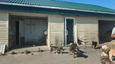 Белгородскому приюту для собак «Добрый дом» нужна помощь после атаки БПЛА