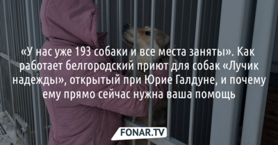 «У нас уже 193 собаки и все места заняты». Как работает белгородский приют «Лучик надежды»​, открытый при Юрии Галдуне