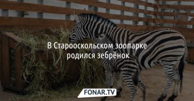 В Старооскольском зоопарке показали новорожденного зебрёнка