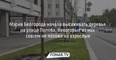 Мэрия Белгорода начала высаживать деревья на улице Попова. Некоторые из них совсем не похожи на взрослые