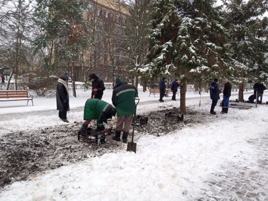 В мэрии Белгорода прокомментировали посадку тюльпанов в декабре