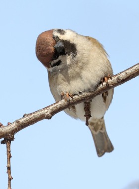 Они за нами наблюдают! Пернатые в Белгороде переживают морозы и следят за прохожими [фото]