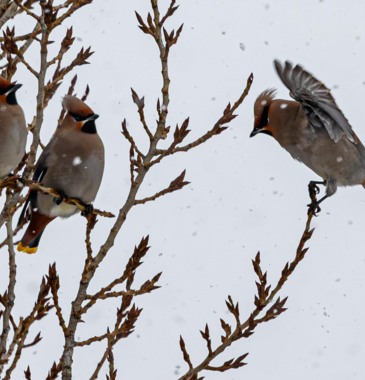 Свиристели в Белгороде тоже не рады морозу [фото]