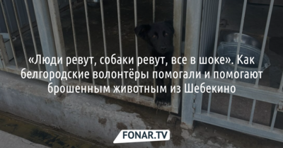 «Люди ревут, собаки ревут». Как белгородские волонтёры помогали и помогают брошенным животным из Шебекина