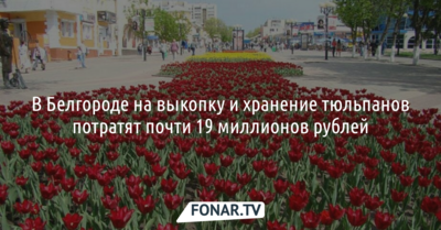 В Белгороде на выкопку и хранение тюльпанов потратят почти 19 миллионов рублей