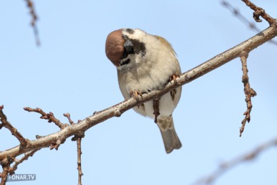 Они за нами наблюдают! Пернатые в Белгороде переживают морозы и следят за прохожими [фото]