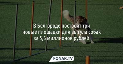 В Белгороде построят три новые площадки для выгула собак за 5,6 миллиона рублей