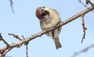 Они за нами наблюдают! Пернатые в Белгороде переживают морозы и следят за прохожими [фото]