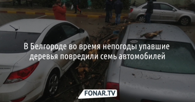В Белгороде во время непогоды упавшие деревья повредили семь автомобилей