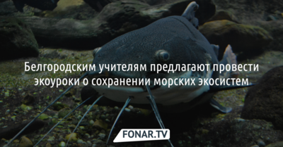 Белгородским учителям предлагают провести уроки о сохранении морских экосистем