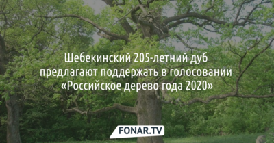 Шебекинский 205-летний дуб предлагают поддержать в голосовании «Российское дерево года 2020»