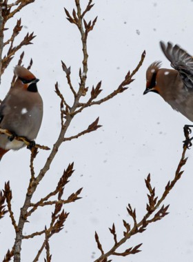 Свиристели в Белгороде тоже не рады морозу [фото]