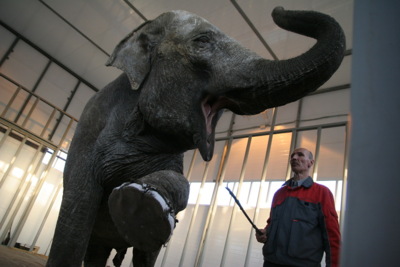 Слониху Чани из Старооскольского зоопарка перевезут в один из южных регионов