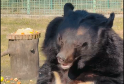 Белгородские медведи вышли из зимней спячки