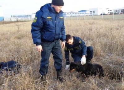 В Белгородской области сотрудники главного управления МЧС спасли собаку и кота