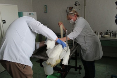 В Волоконовском районе местный житель спас лебедя