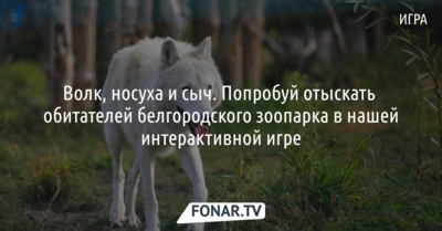 Волк, носуха и сыч. Попробуй отыскать обитателей белгородского зоопарка в нашей интерактивной игре!