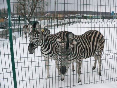 ​В зоопарке Старого Оскола появились пять новых зебр