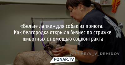 Белгородка стала делать «Белые лапки» собакам из приюта