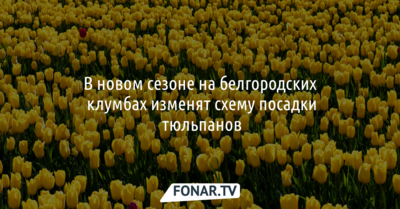 В новом сезоне на белгородских клумбах изменят схему посадки тюльпанов