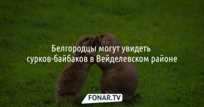 Белгородцы могут увидеть сурков-байбаков в Вейделевском районе