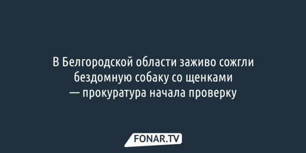 В Белгородской области заживо сожгли бездомную собаку со щенками — прокуратура начала проверку