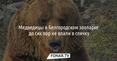 Из-за тёплой зимы белгородские медведи бодрствуют