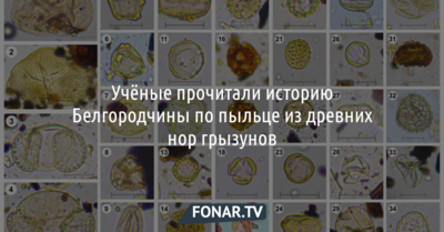 Учёные прочитали историю Белгородчины по пыльце из древних нор грызунов