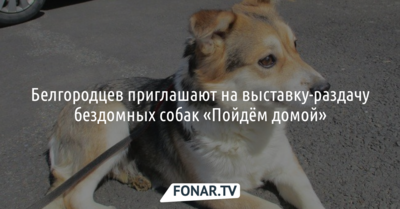 Белгородцев приглашают на выставку-раздачу бездомных собак «Пойдём домой»