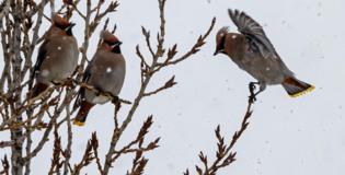 Свиристели в Белгороде тоже не рады морозу [фото]