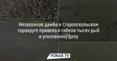 Незаконная дамба в Старооскольском горокруге привела к гибели тысяч рыб и уголовному делу